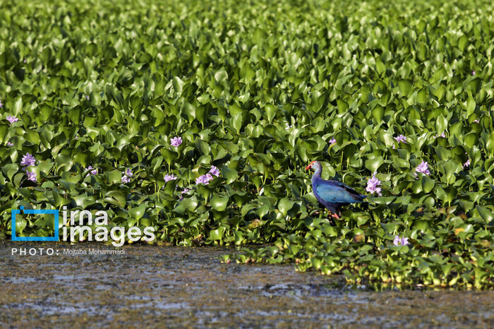 سبزِ زخمی و چالش‌های محیط زیستی/جایی برای فرود نیست
