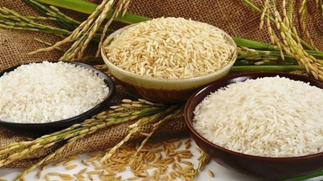واردات برنج در فصل برداشت باید ممنوع شود