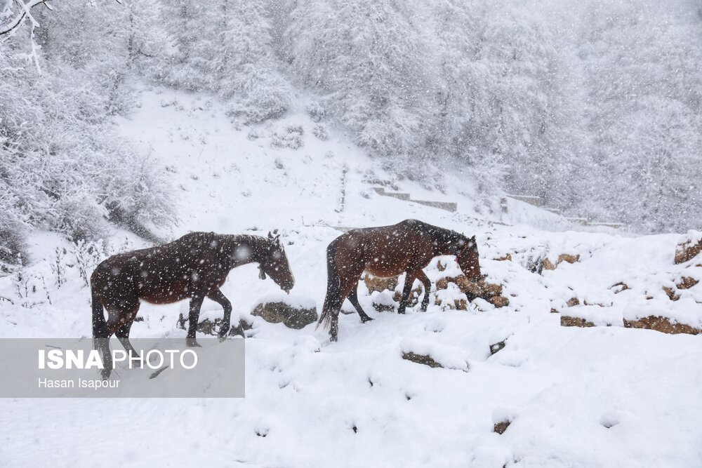 بارش برف زمستانی در سوادکوه